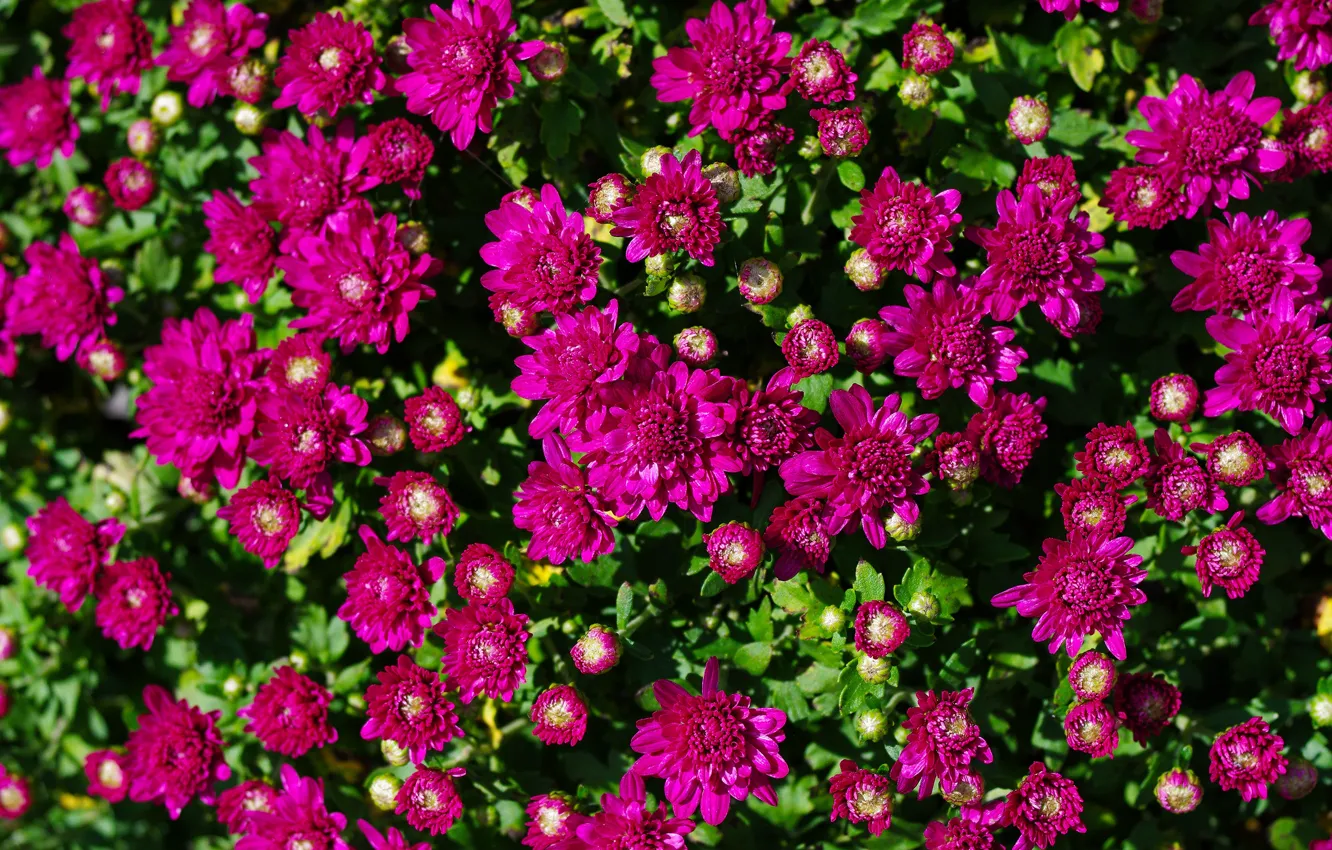 Photo wallpaper flowers, bright, petals, garden, chrysanthemum, a lot, lilac
