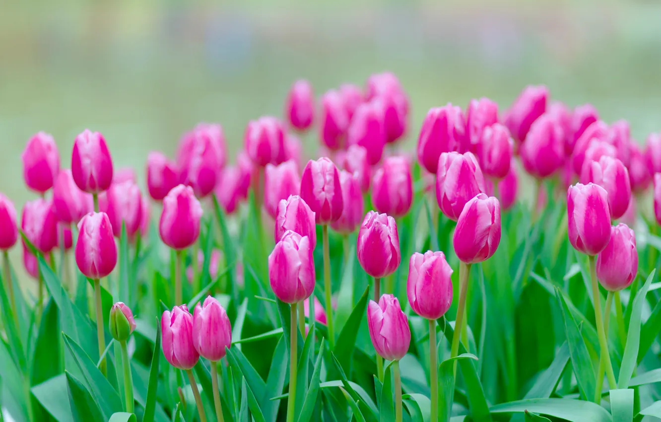Photo wallpaper flowers, spring, tulips, pink, flowerbed