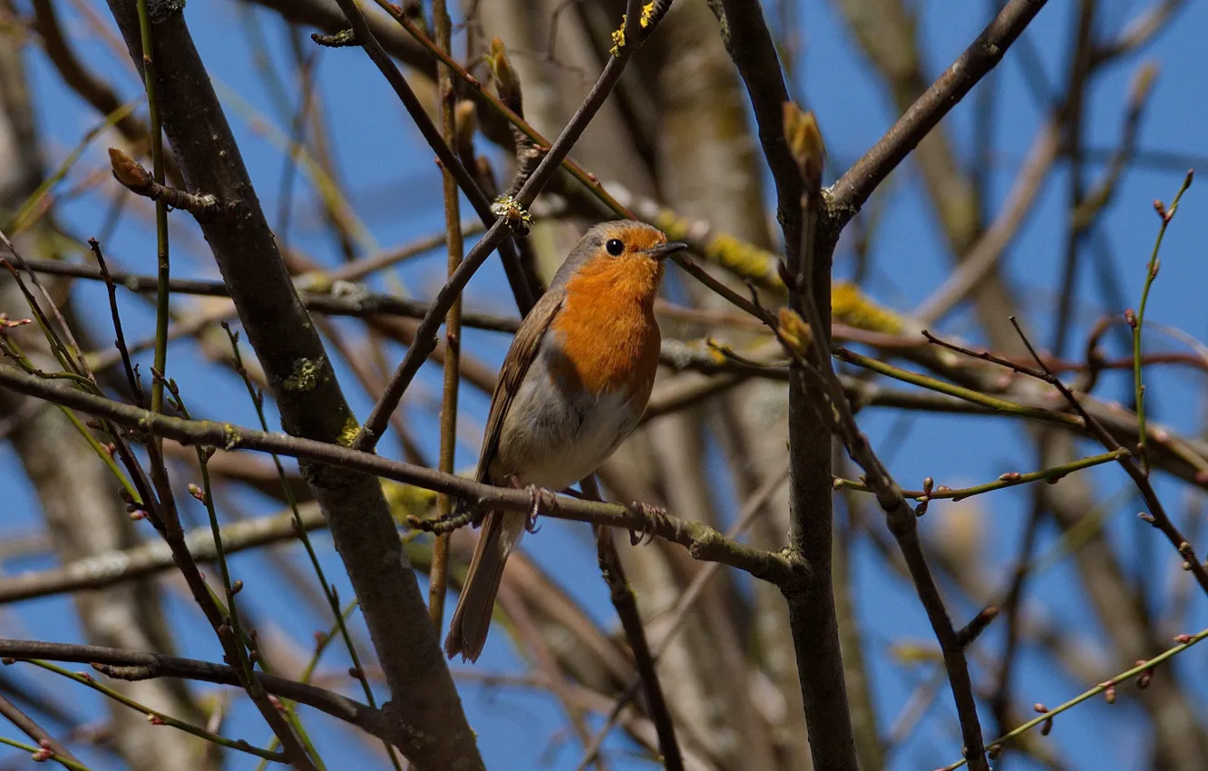 Photo wallpaper branches, bird, spring, Robin