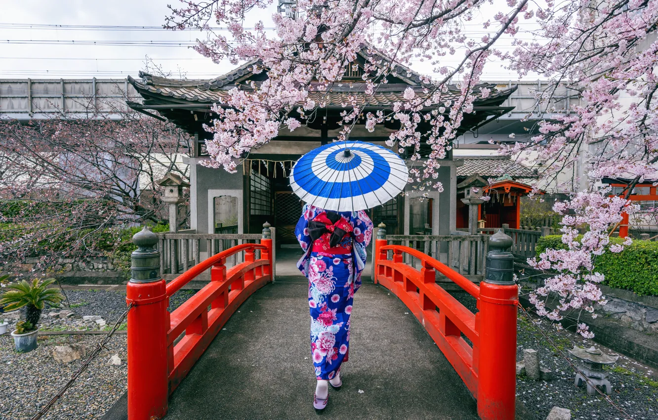Photo wallpaper bridge, cherry, Japanese, spring, umbrella, Japan, Sakura, Japan