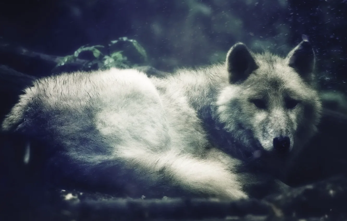 Photo wallpaper look, rest, White Wolf
