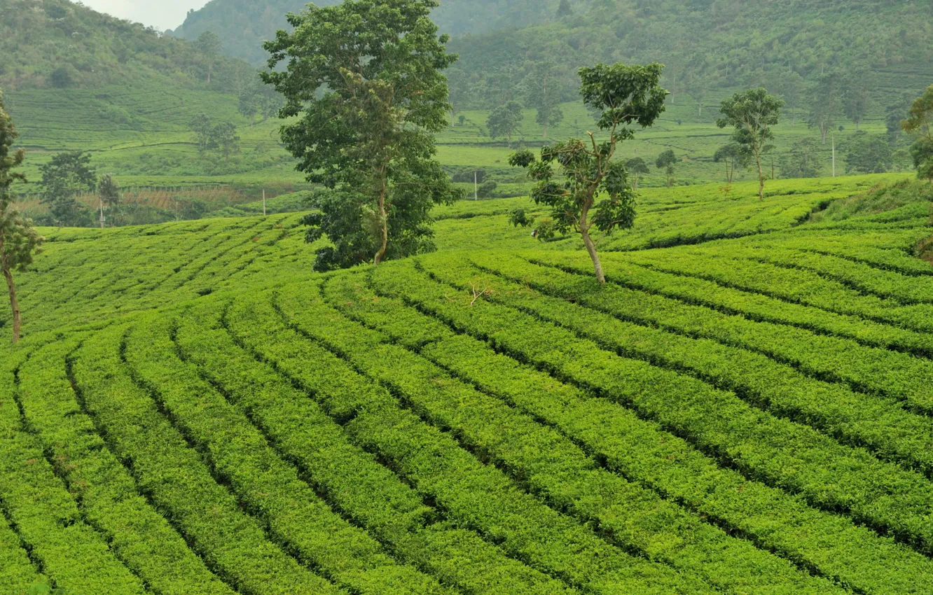 Photo wallpaper greens, tea, island, the bushes, tea, Java, plantation tea, Java