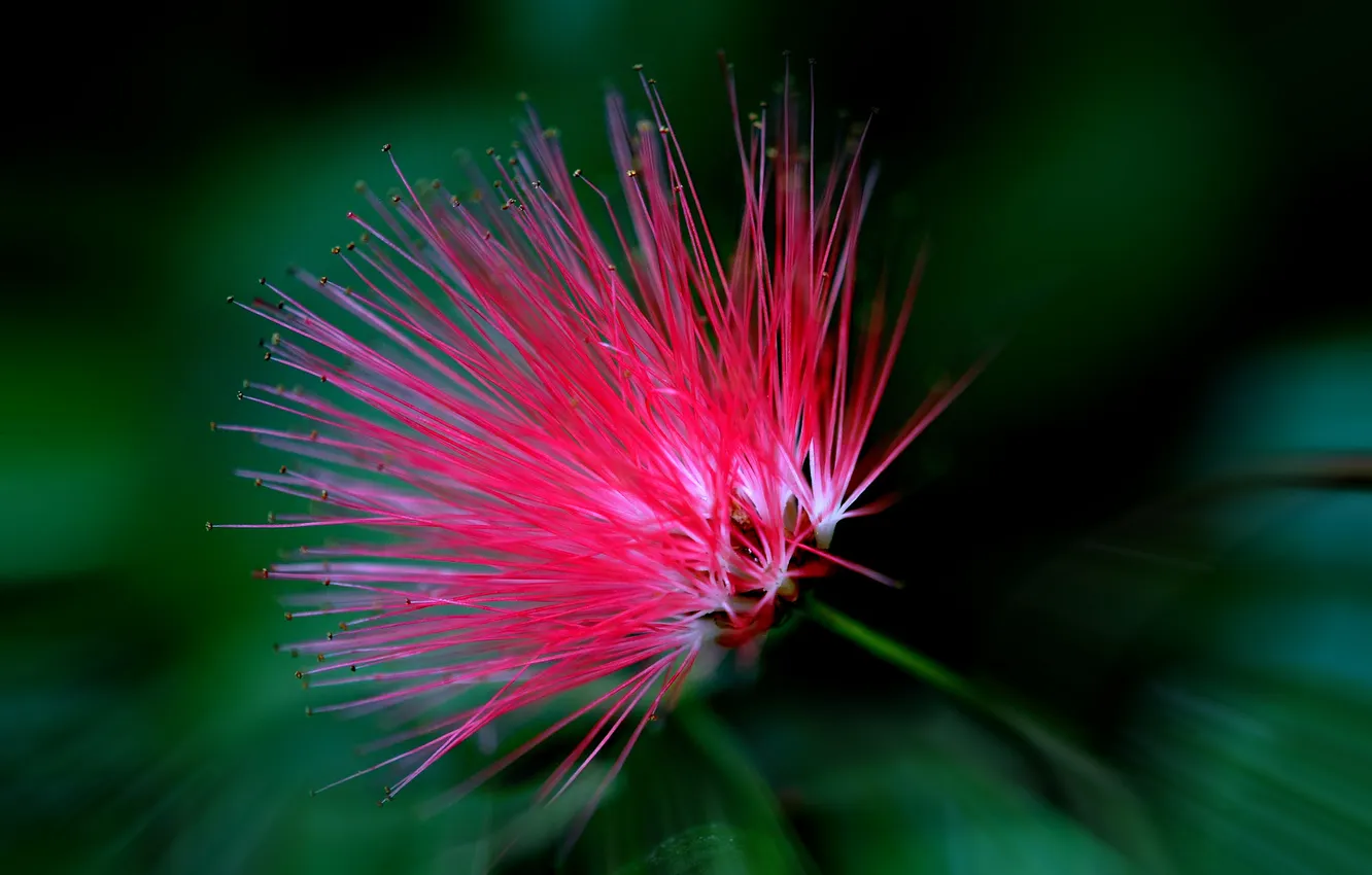 Photo wallpaper flowers, nature, plant, petals, exotic