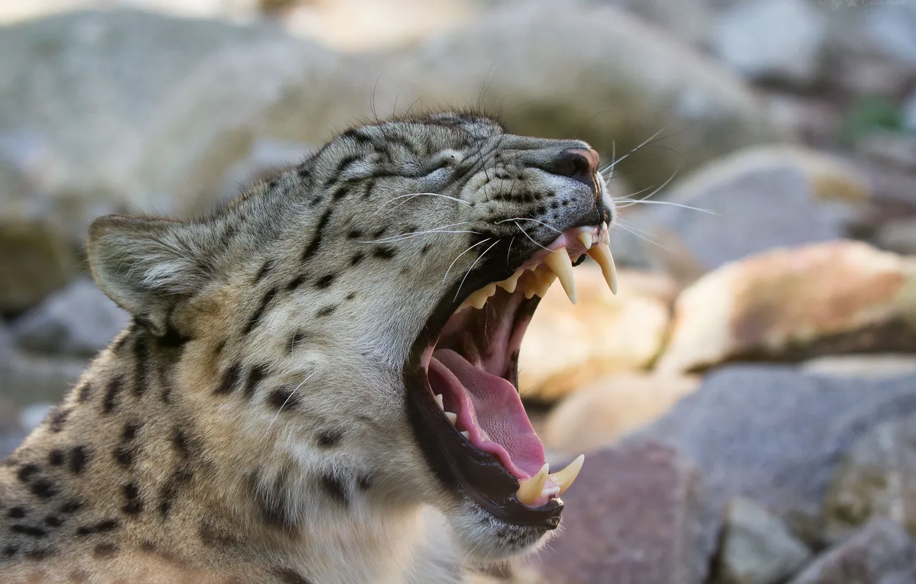 Photo wallpaper cat, face, mouth, fangs, profile, IRBIS, snow leopard, yawns