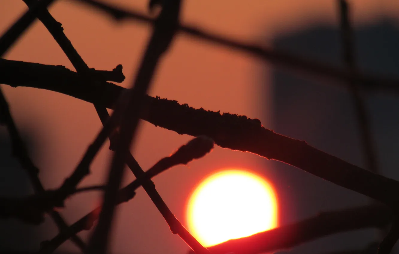 Photo wallpaper the sun, sunset, branches, red