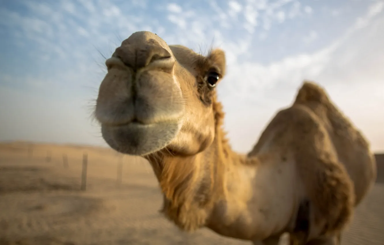 Photo wallpaper nature, background, camel