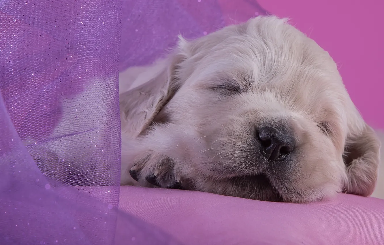 Photo wallpaper sweetheart, sleep, baby, puppy, Golden Retriever