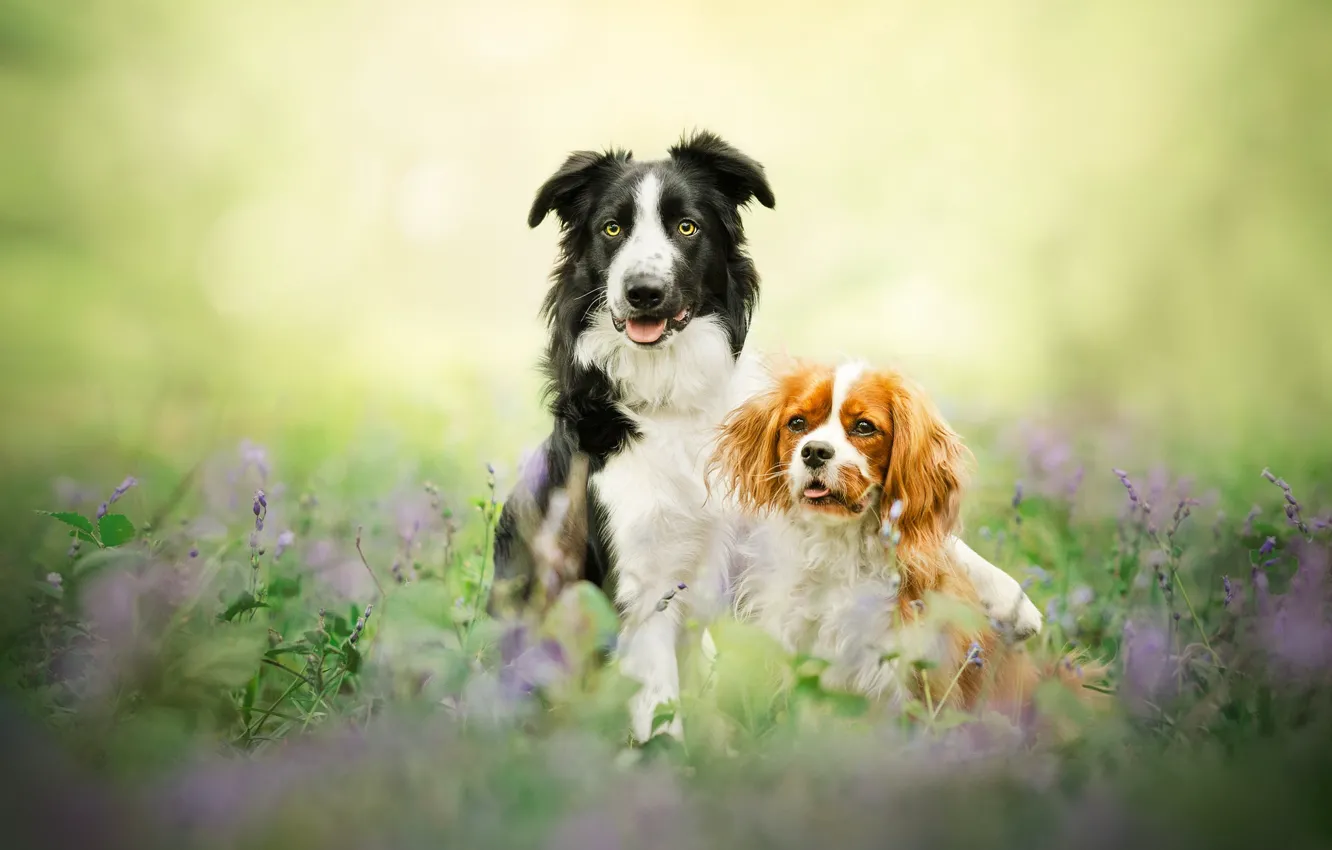 Photo wallpaper a couple, bokeh, two dogs, The border collie, Cavalier-king-Charles-Spaniel