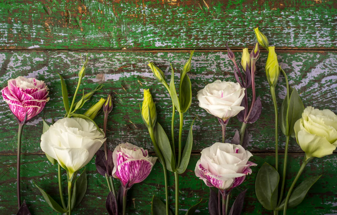 Photo wallpaper white, flowers, pink, buds, wood, eustoma