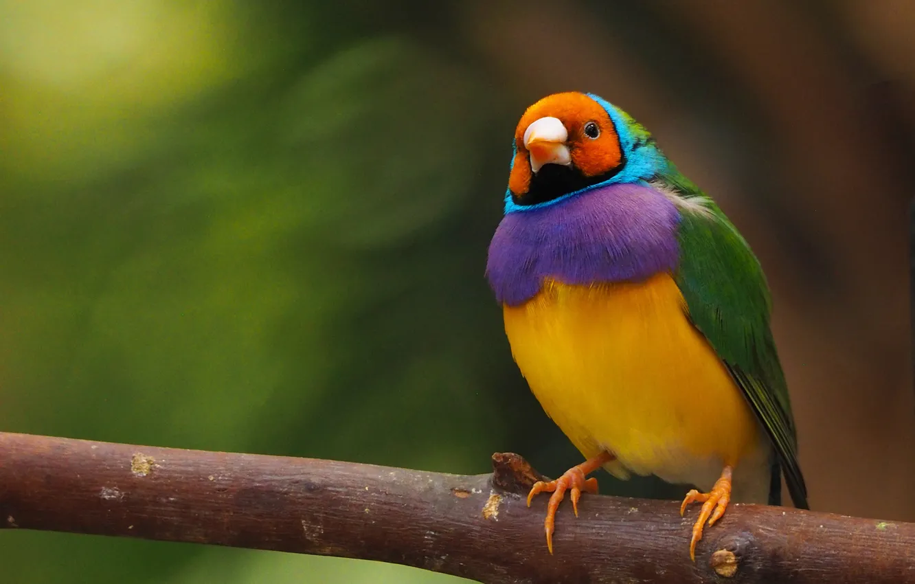 Photo wallpaper branches, background, bird, Gulidova amadina