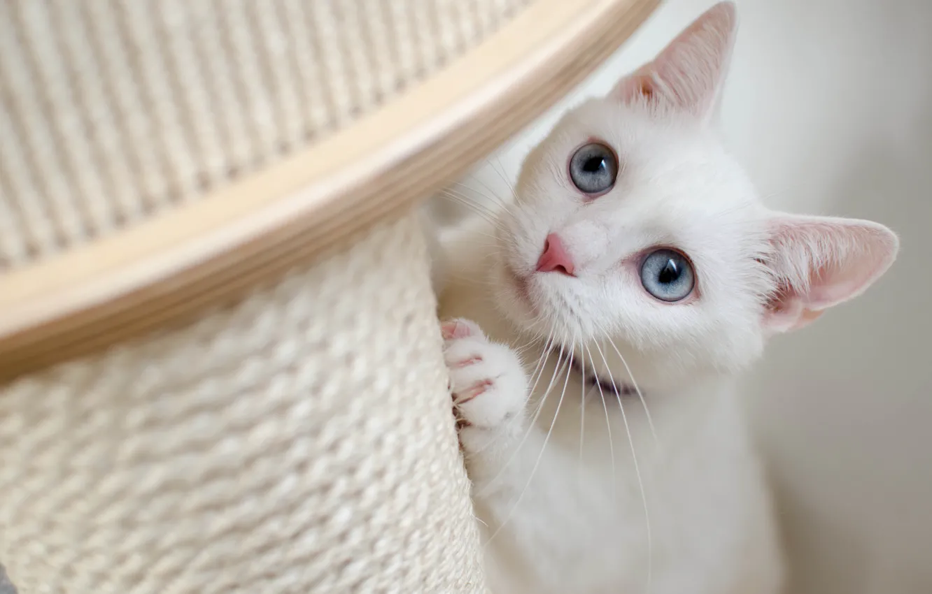 Photo wallpaper cat, white, cat, look, face, pose, portrait, white