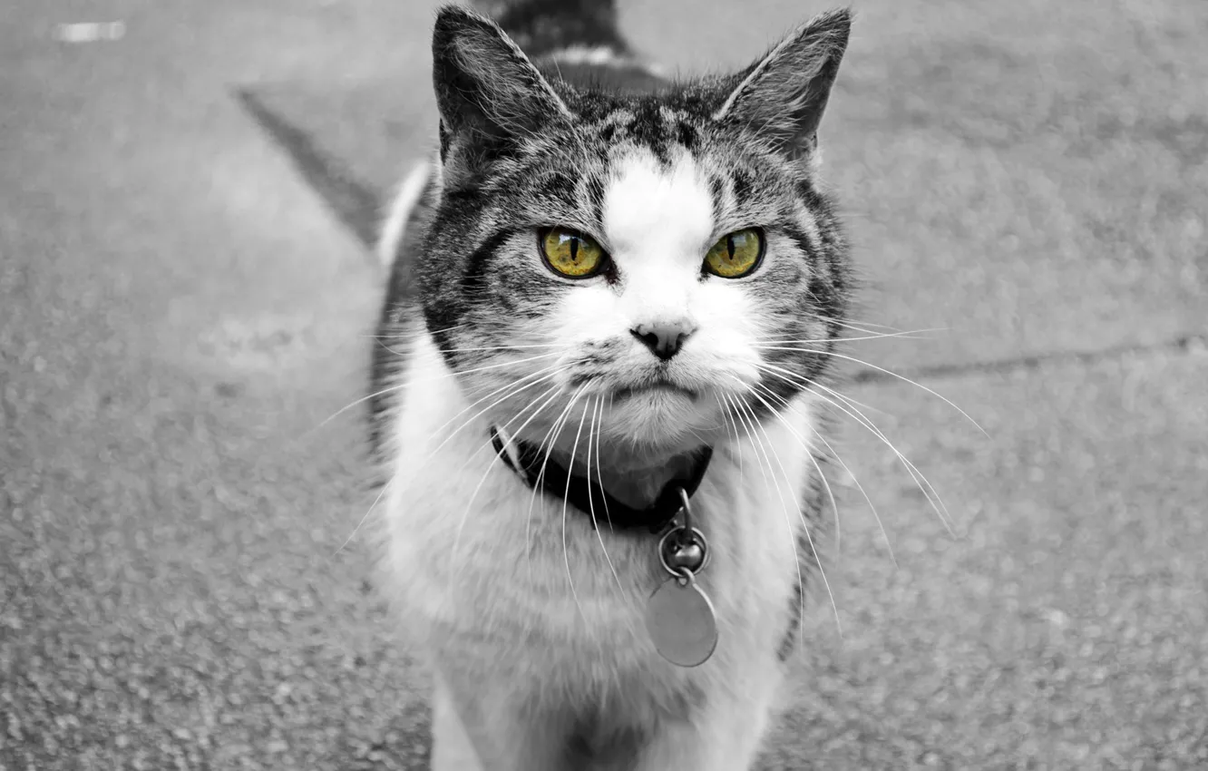 Photo wallpaper cat, cat, animal, street, medallion, collar