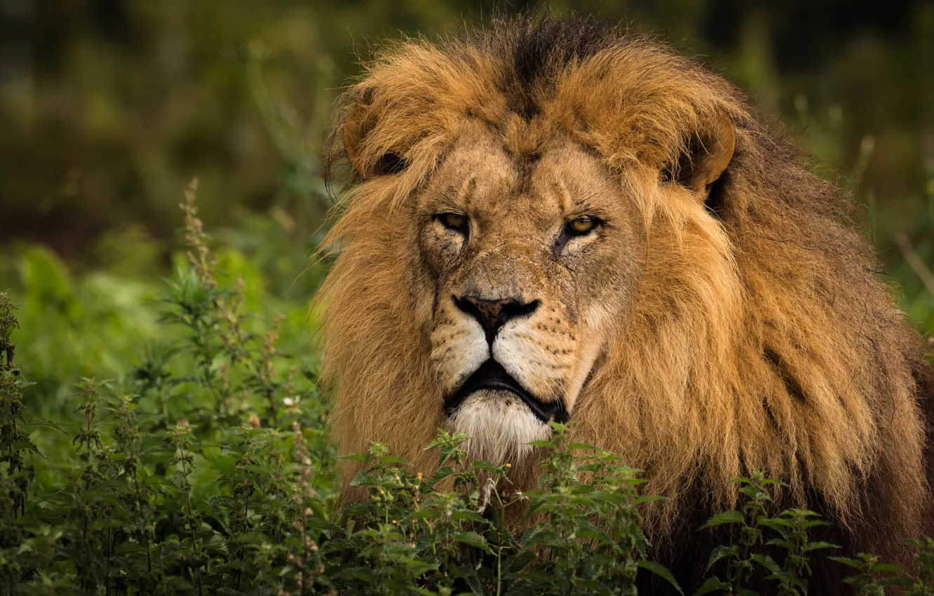 Photo wallpaper cat, grass, look, face, background, portrait, Leo, mane