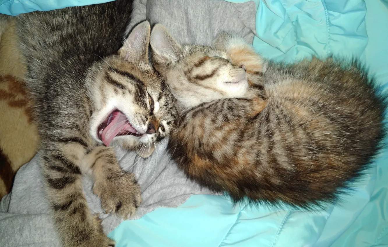 Photo wallpaper cat, cat, kittens, yawns, sleep, ©, meduzanol ©