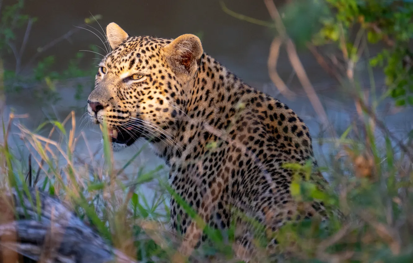 Photo wallpaper grass, face, predator, leopard, wild cat