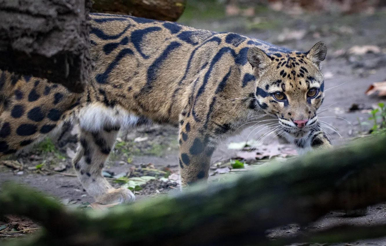 Photo wallpaper look, face, leopard, log, sneaks, bokeh, clouded leopard
