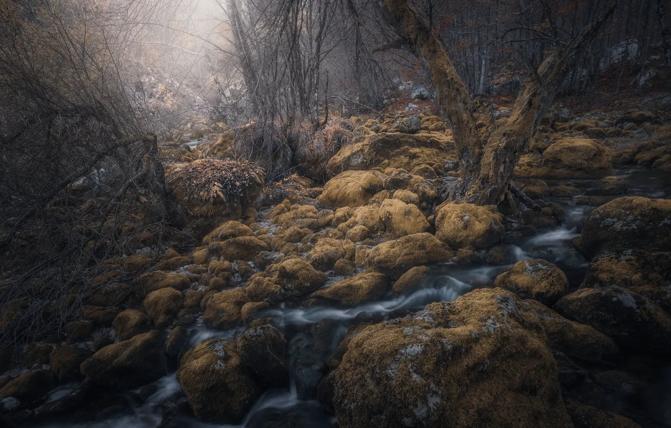 Photo wallpaper forest, nature, fog