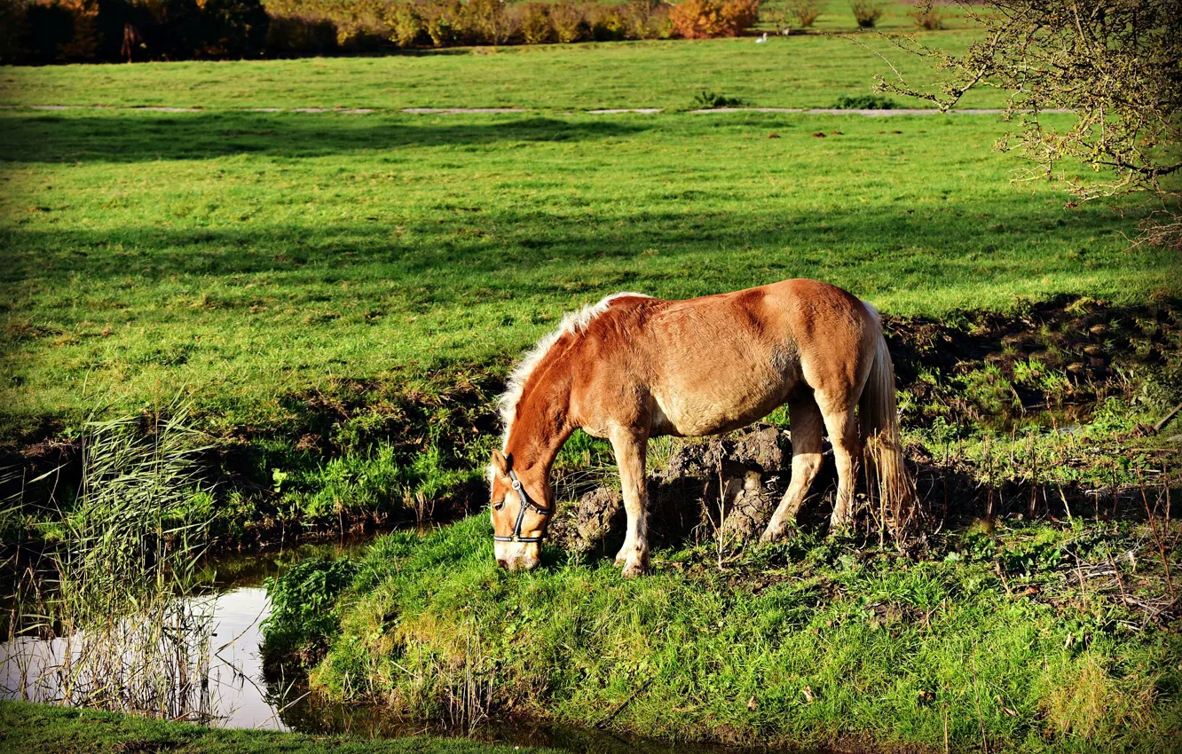 Photo wallpaper grass, horse, meadow, pond