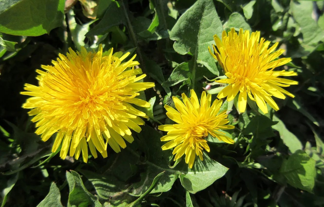 Photo wallpaper dandelion, Sunny, spring 2018, Meduzanol ©