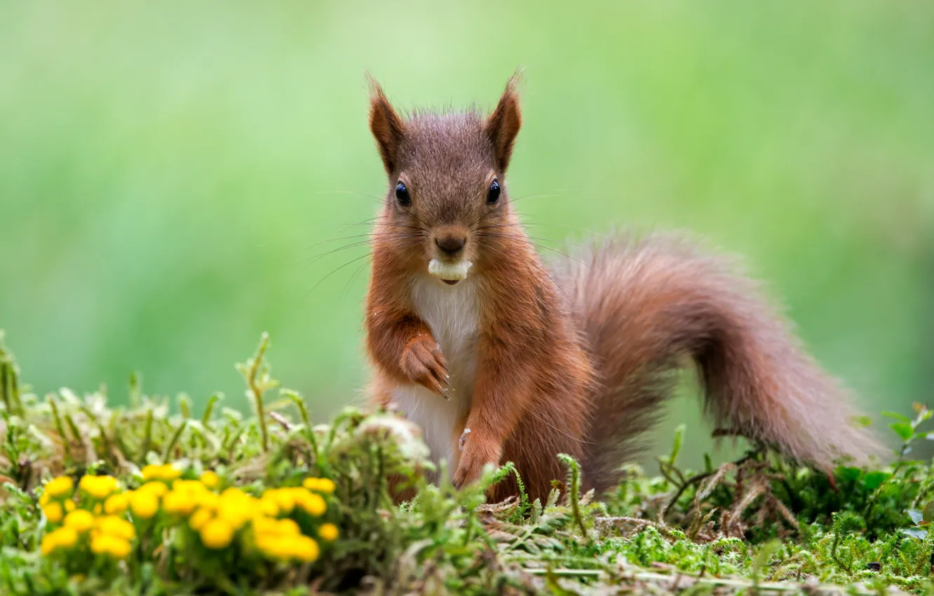 Photo wallpaper look, nature, pose, protein, face