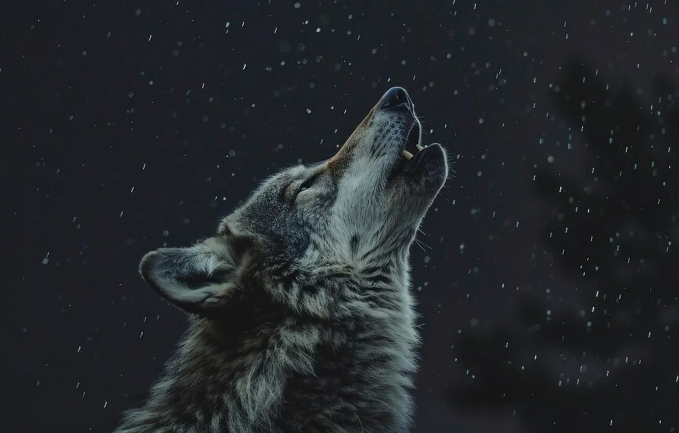 Photo wallpaper Predator, nature, snow, face, animal, wolf, canis lupus, wildlife