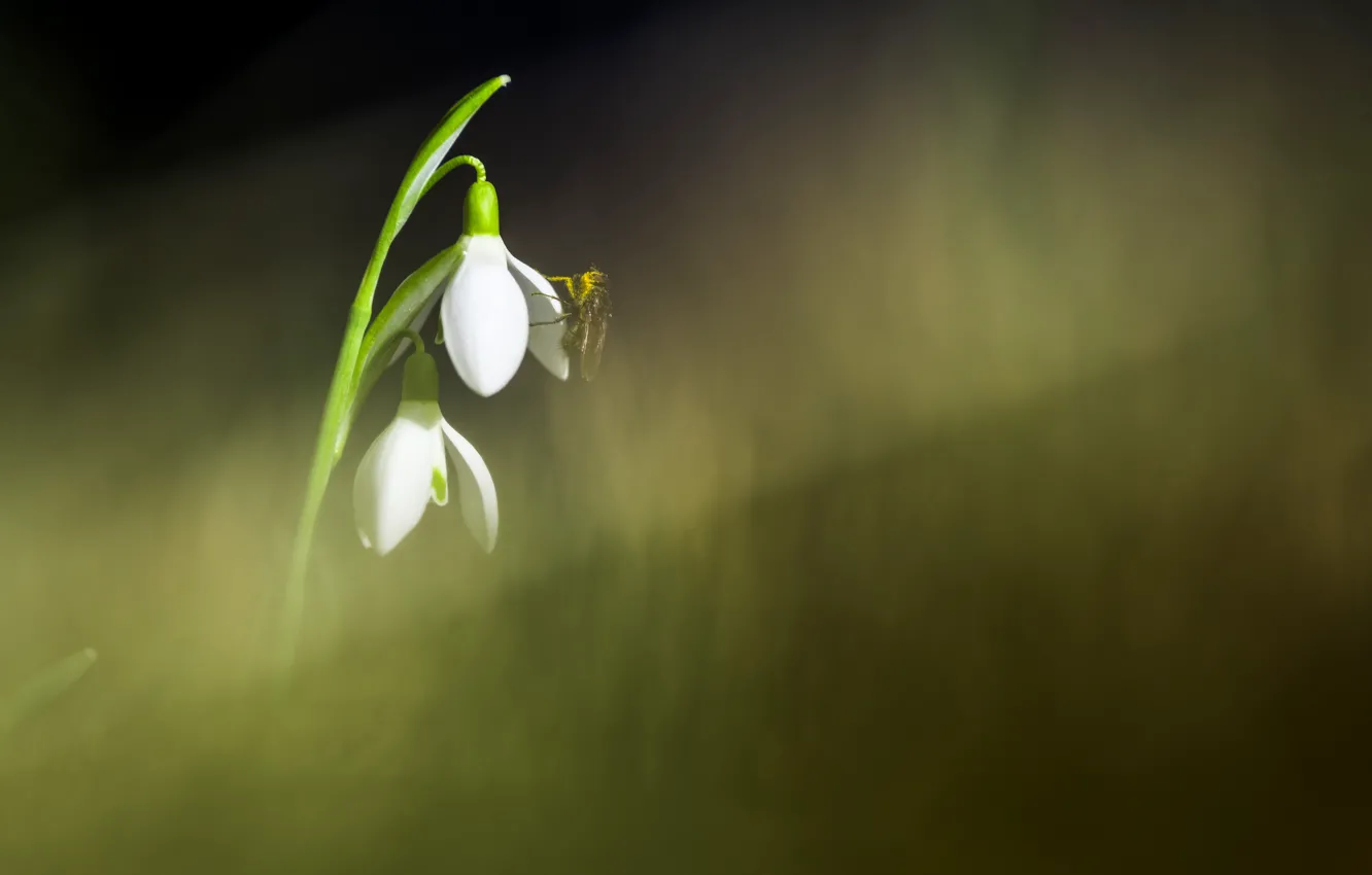 Photo wallpaper macro, background, plant, snowdrops