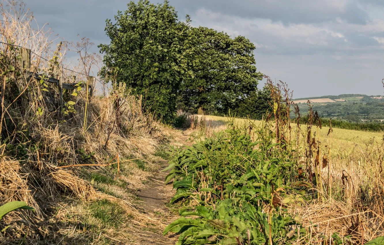 Photo wallpaper road, field, grass