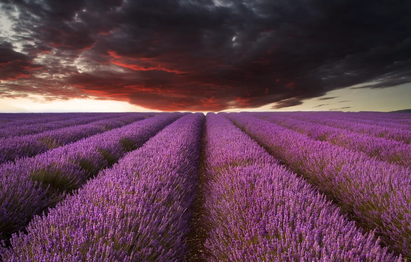 Photo wallpaper field, clouds, nature, overcast, lavender
