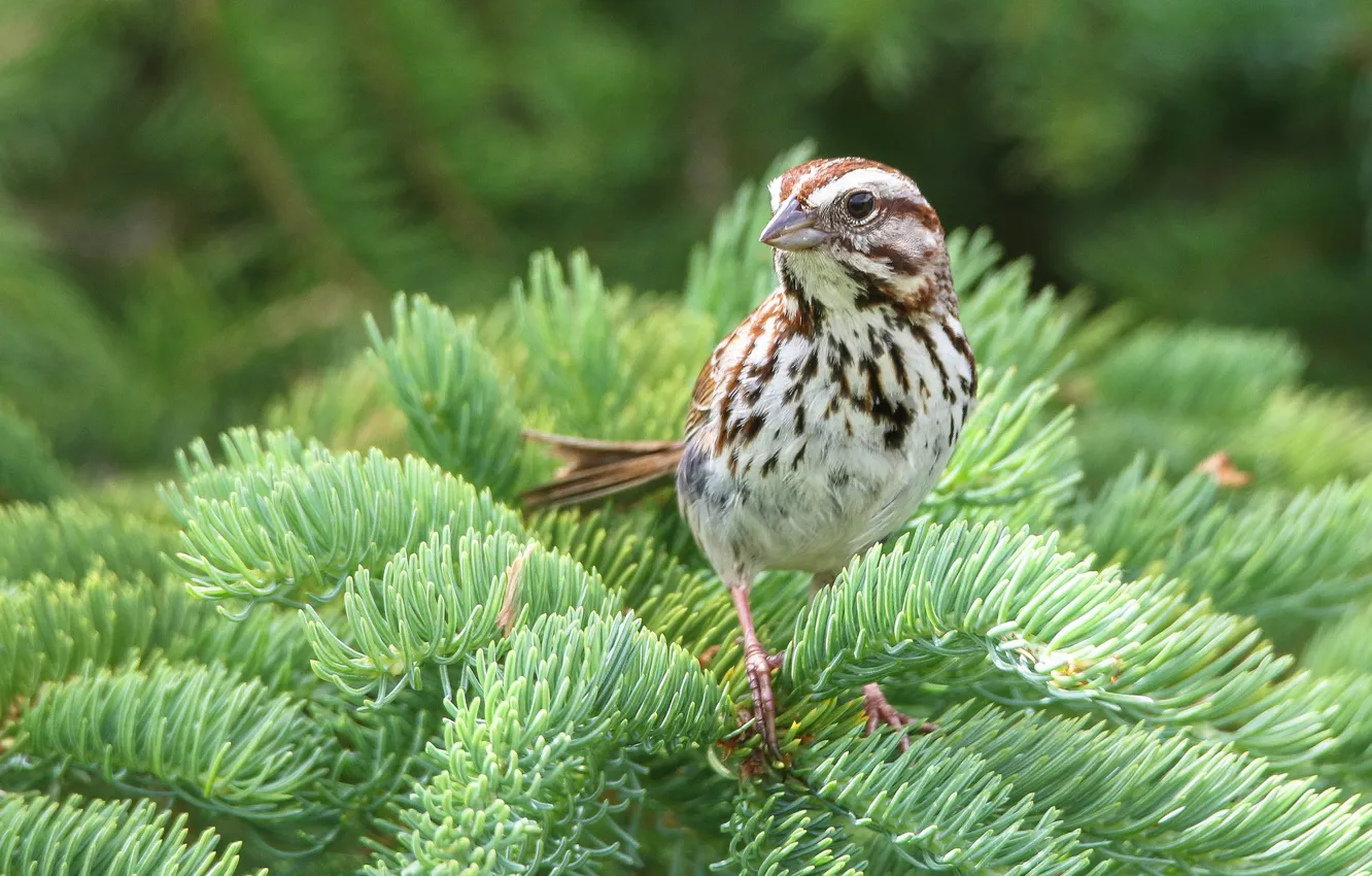 Photo wallpaper branches, bird, spruce