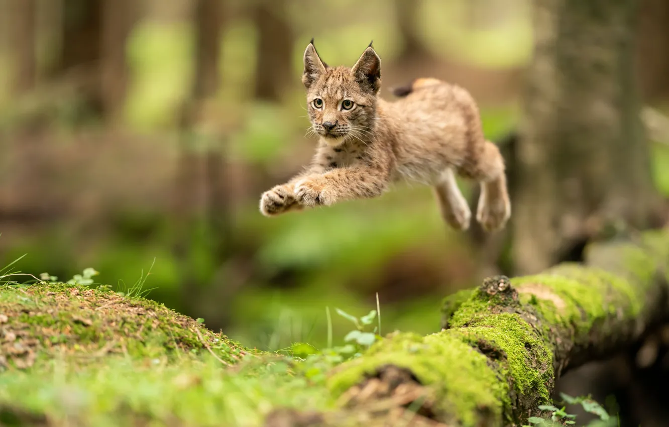 Photo wallpaper forest, pose, jump, log, lynx, a small lynx