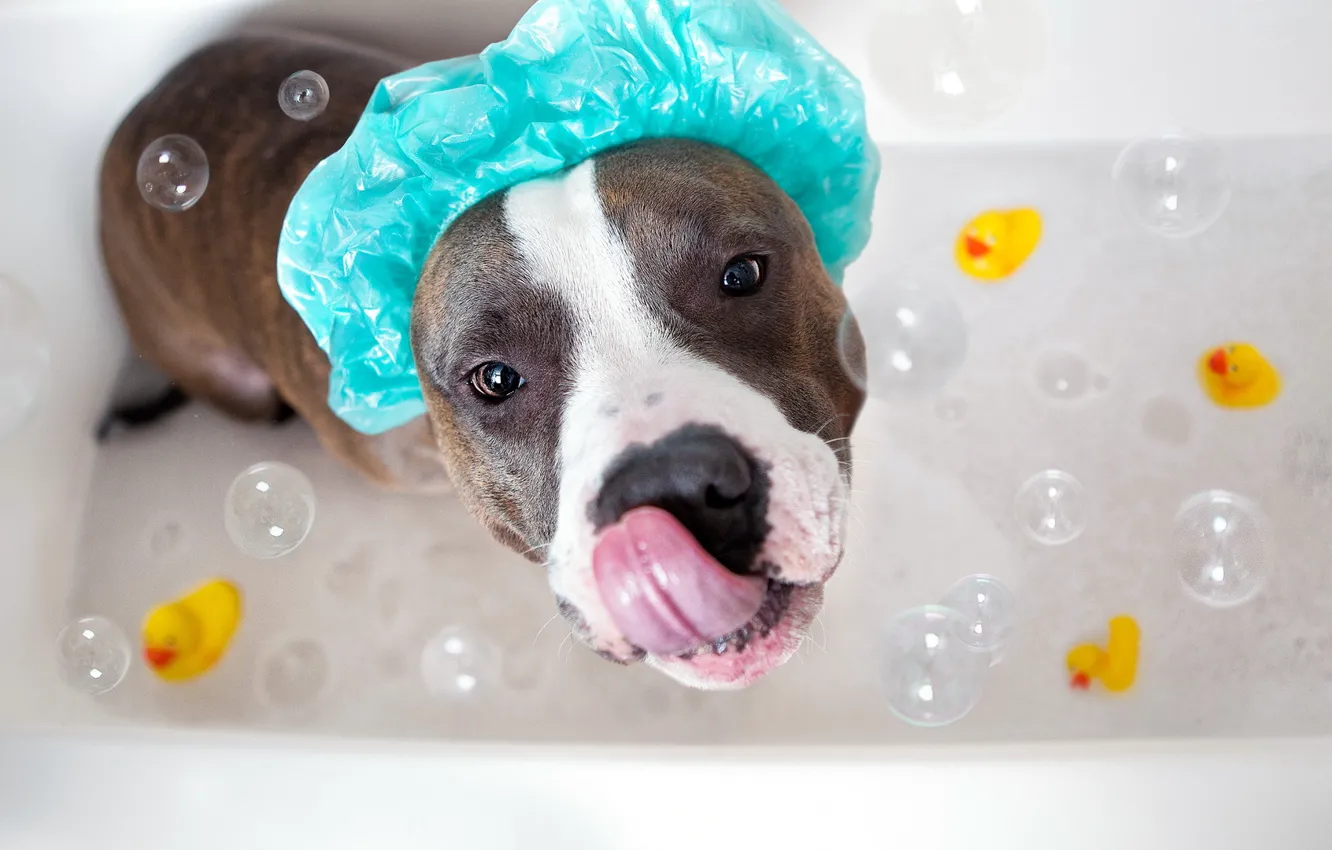 Photo wallpaper look, dog, bath