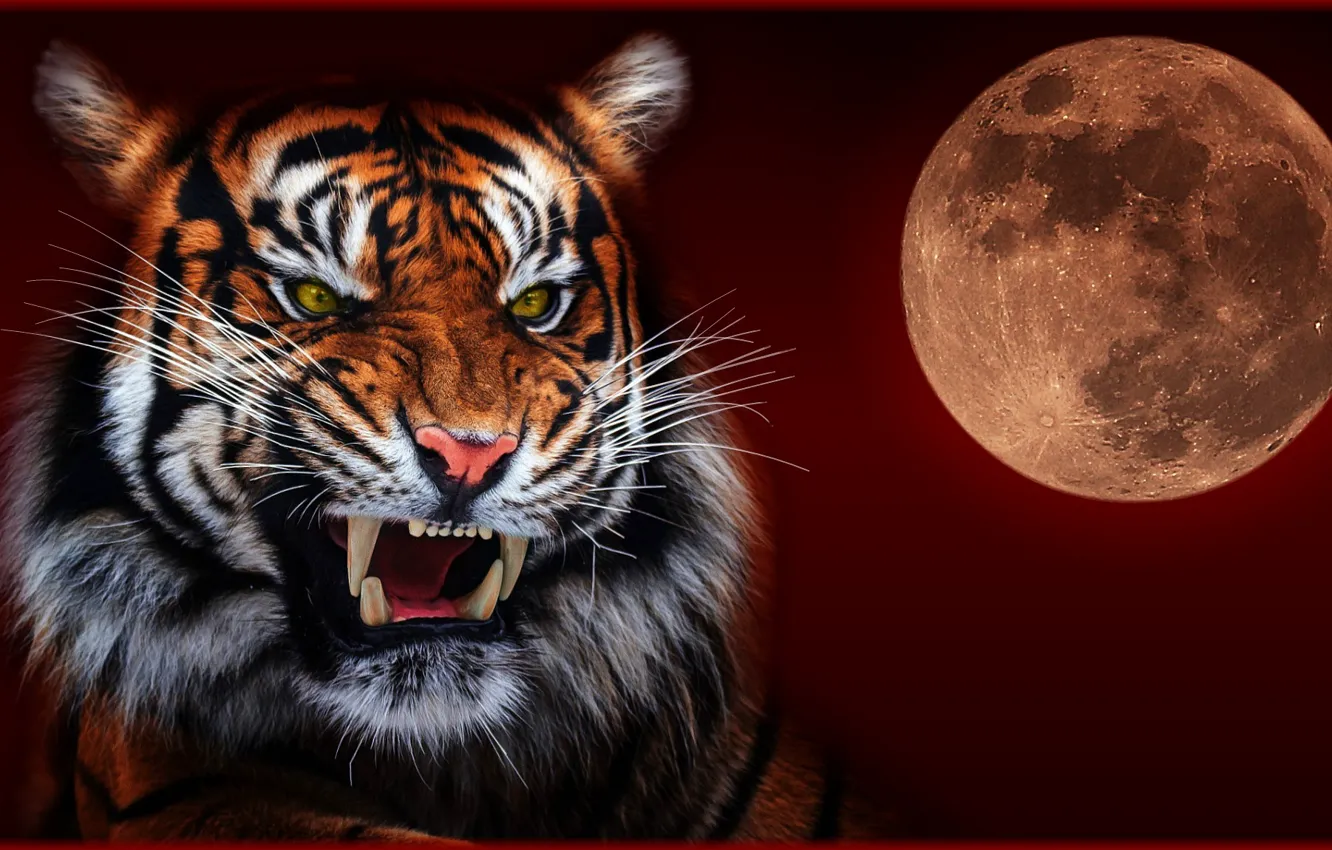 Photo wallpaper night, tiger, the moon