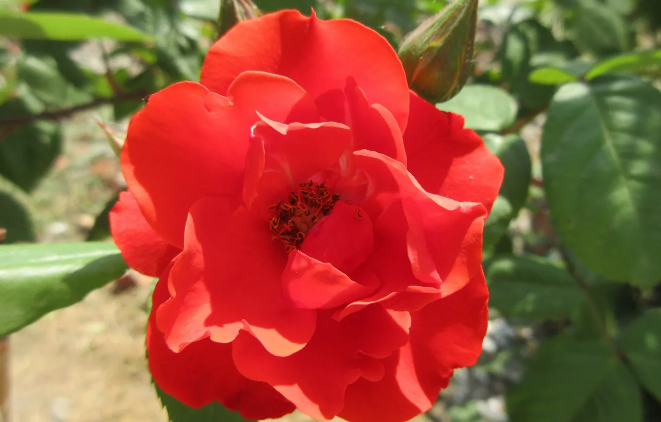 Photo wallpaper Nature, Rose, Flower, Sunny, Red rose, Meduzanol ©, Summer 2018
