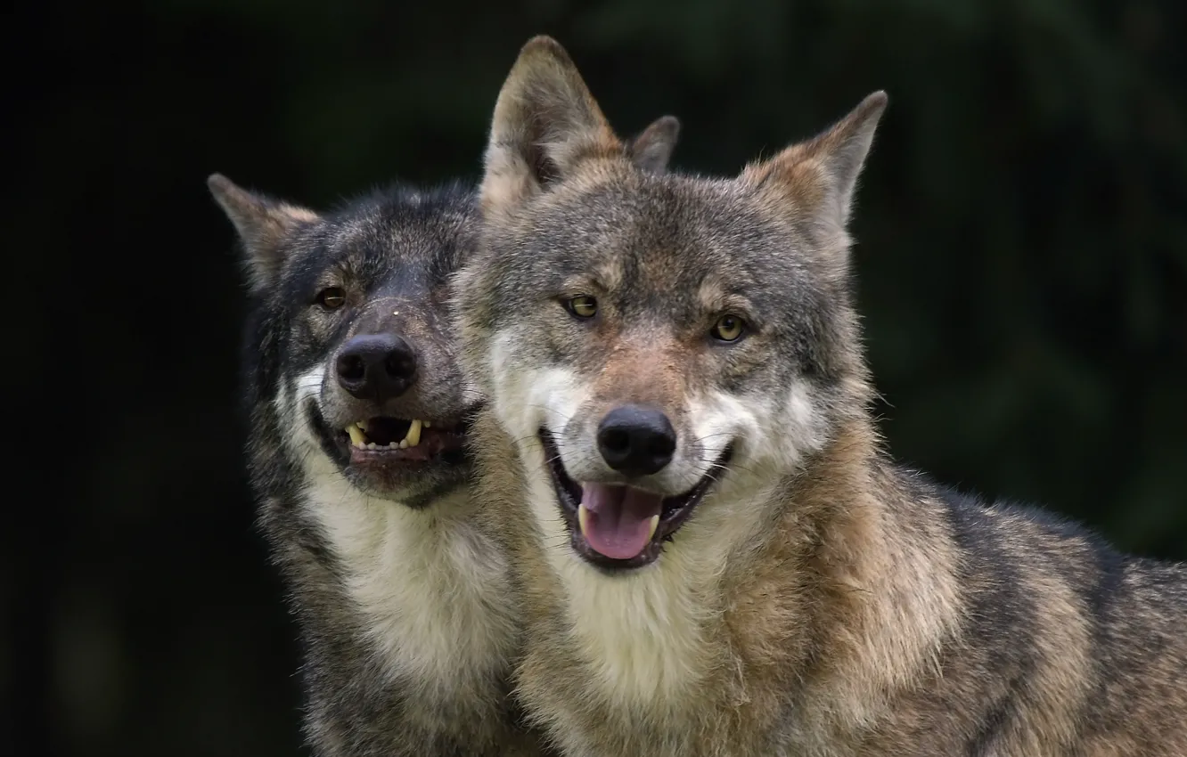 Photo wallpaper look, wolf, predator