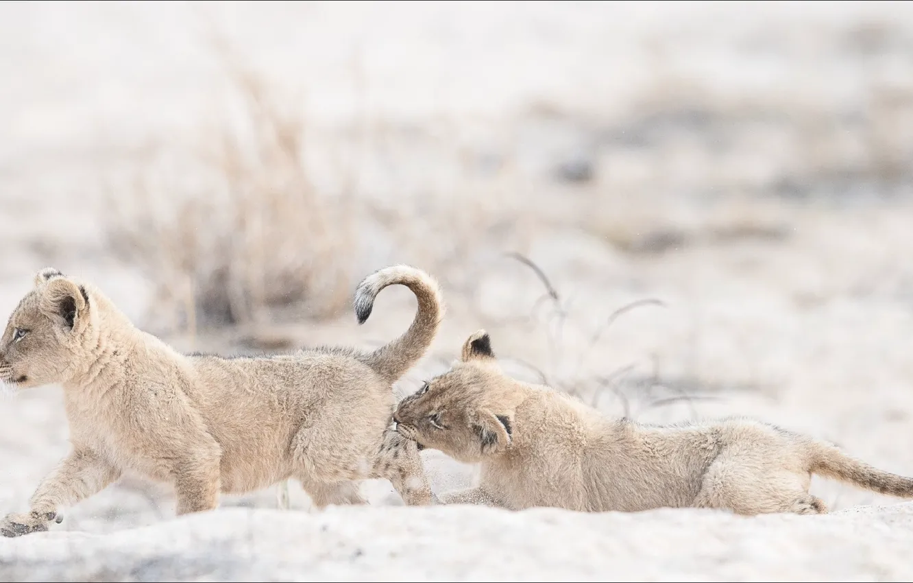 Photo wallpaper Leo, lion, animals, two, the game, play, two, cats