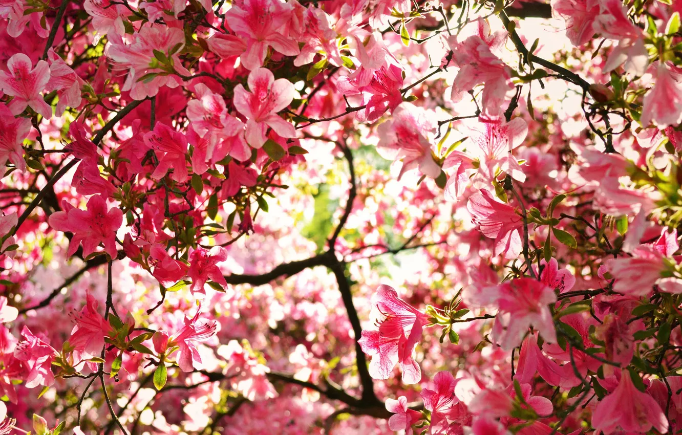 Photo wallpaper branches, Azalea, rhododendrons