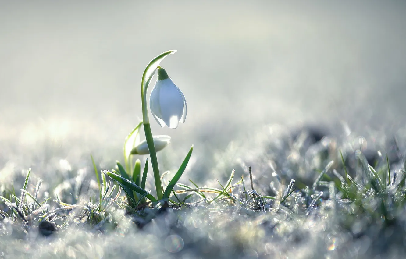 Photo wallpaper macro, flowers, nature