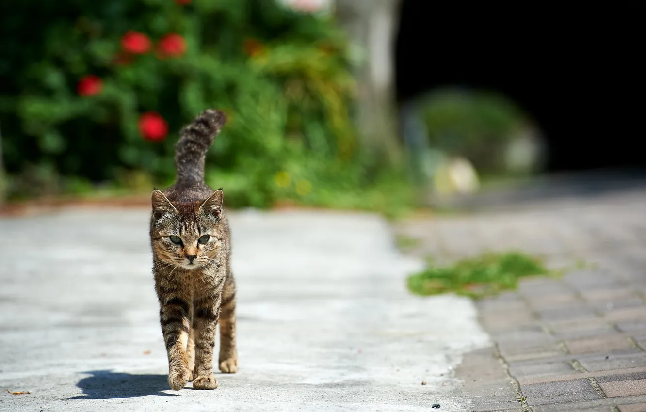 Photo wallpaper cat, street, walk