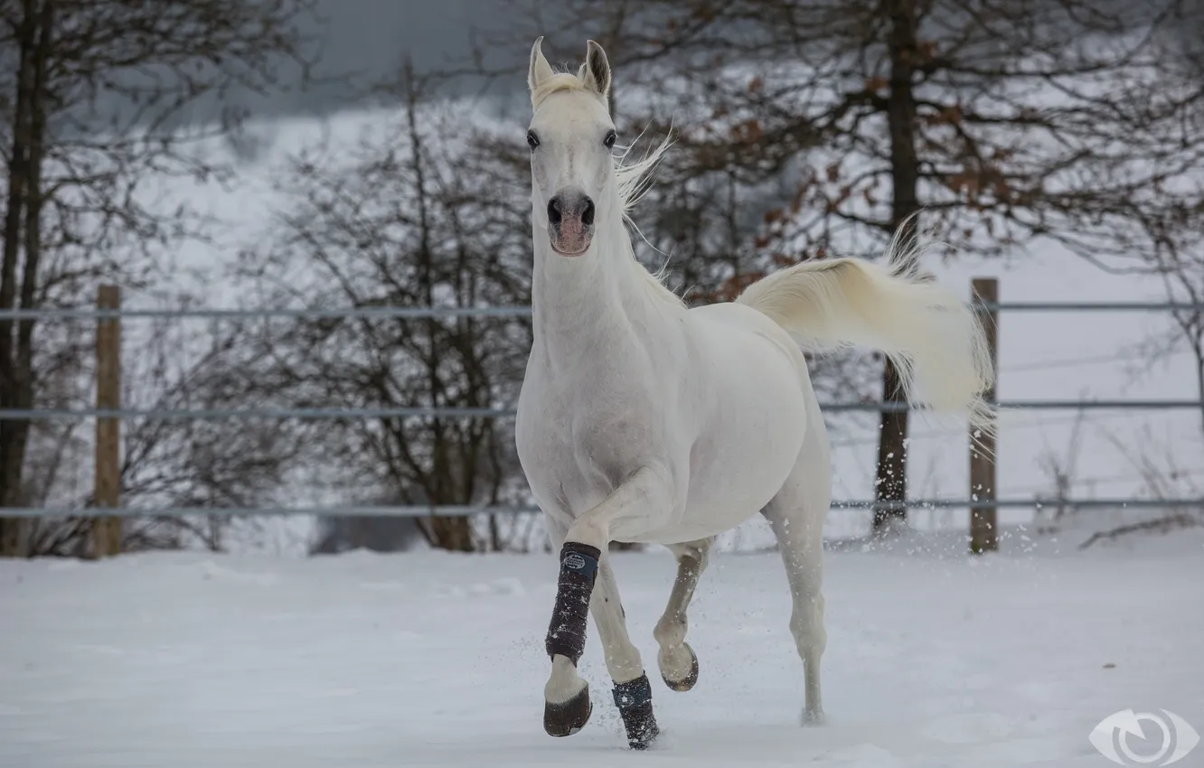 Photo wallpaper horse, horse, running, grace, (с) Oliver Seitz