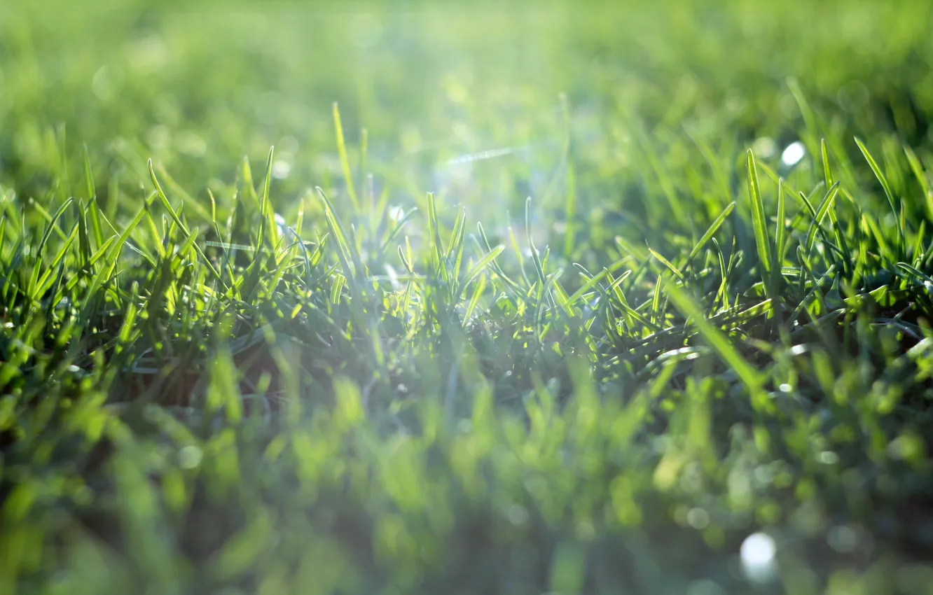 Photo wallpaper field, summer, grass, the sun, green