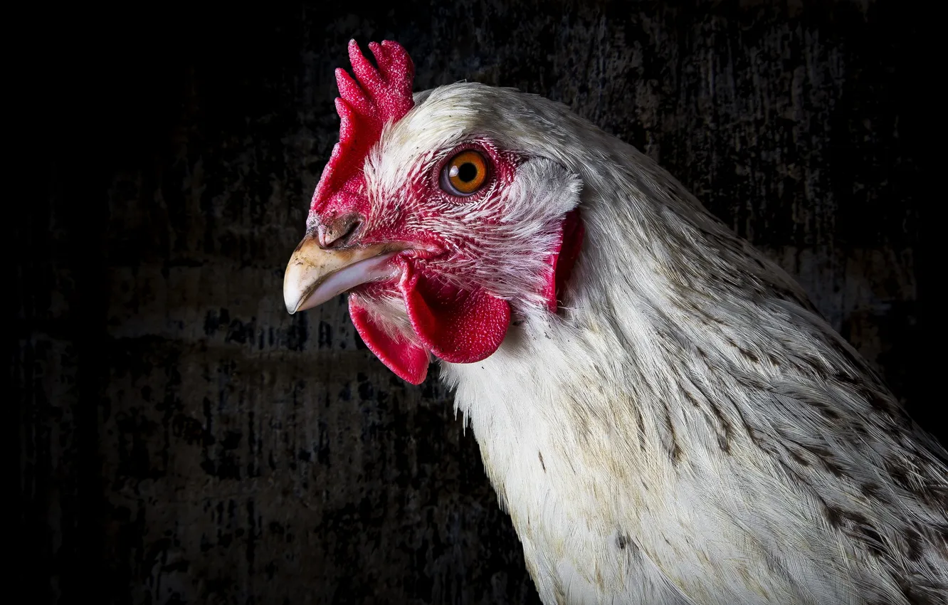 Photo wallpaper macro, bird, chicken
