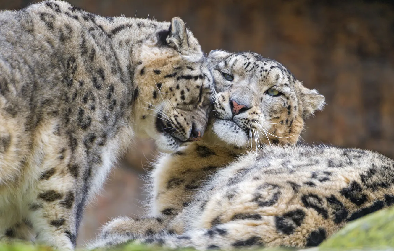 Photo wallpaper cats, pair, IRBIS, snow leopard, ©Tambako The Jaguar
