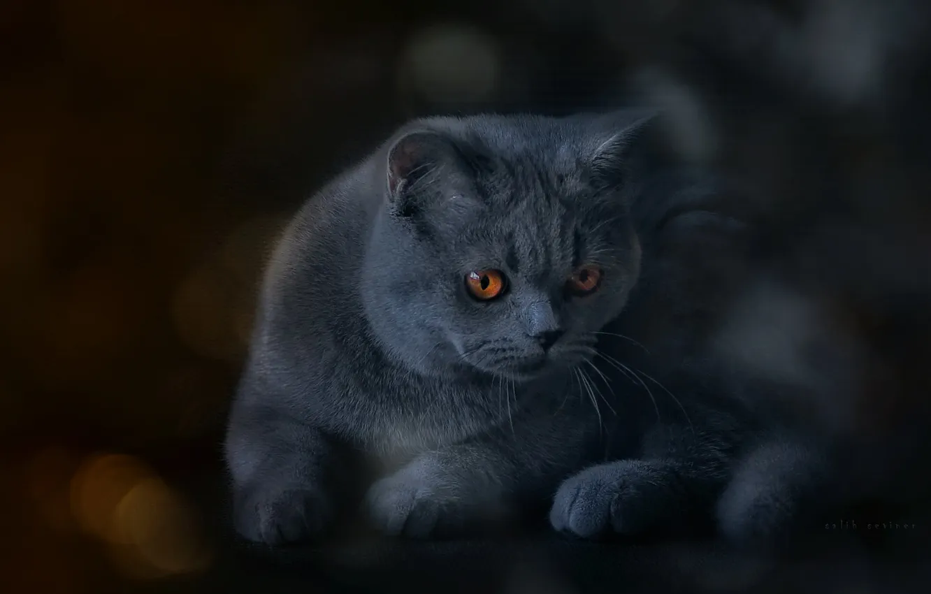 Photo wallpaper grey, muzzle, British Shorthair