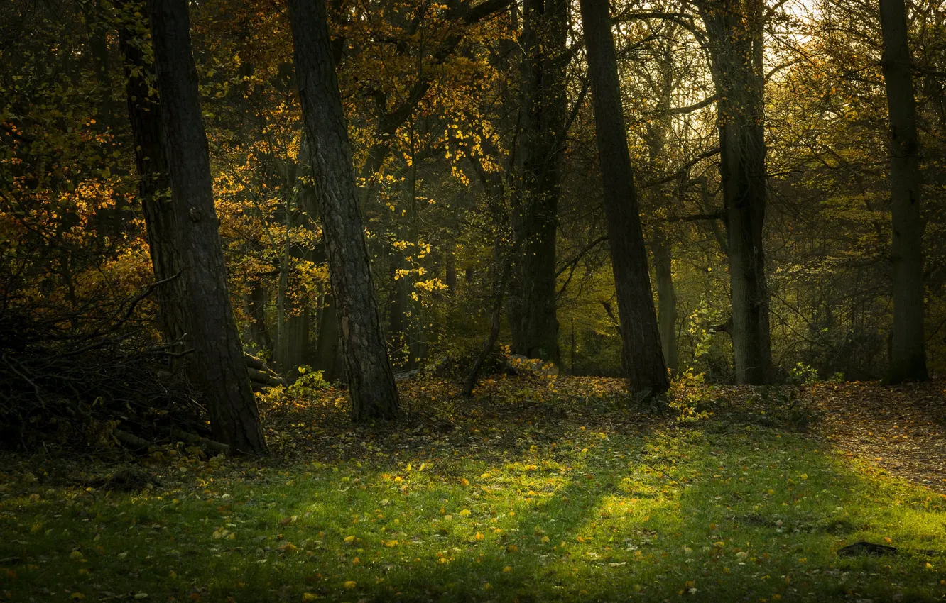 Photo wallpaper forest, trees, meadow