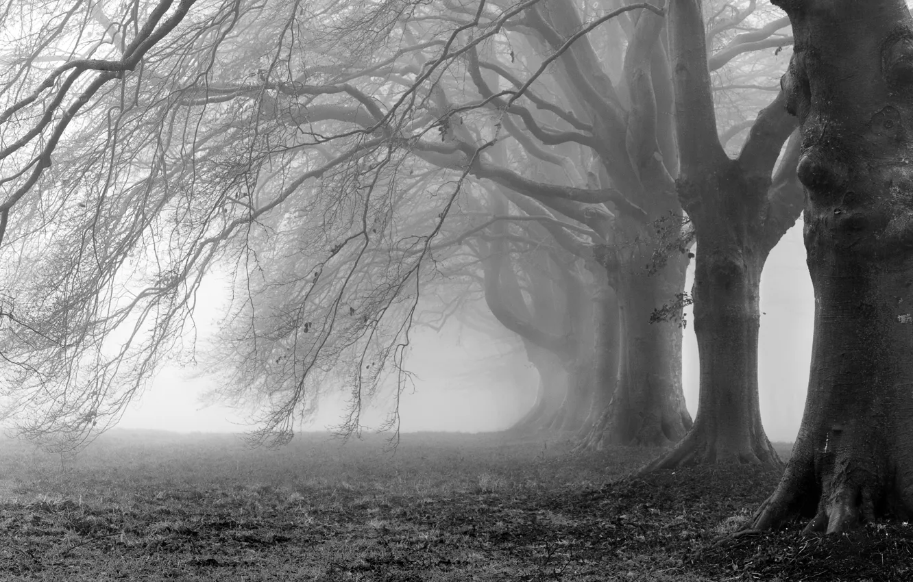 Photo wallpaper trees, branches, fog, photo, background, branch, Wallpaper, white
