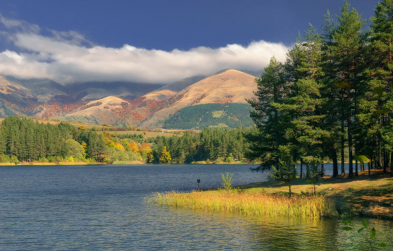 Photo wallpaper autumn, forest, the sky, grass, leaves, water, clouds, trees