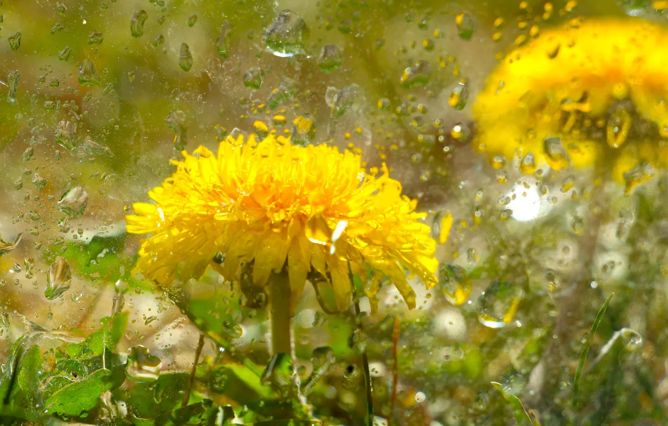 Photo wallpaper flower, yellow, spring, bloom