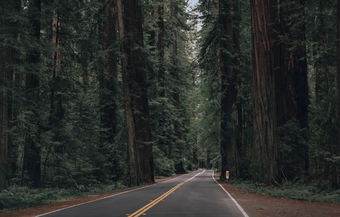 Photo wallpaper forest, forest angel, forest nature