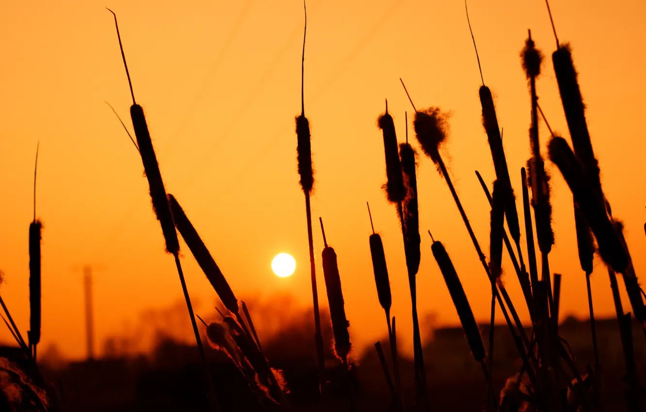 Photo wallpaper summer, the sun, sunset, silhouette, reed