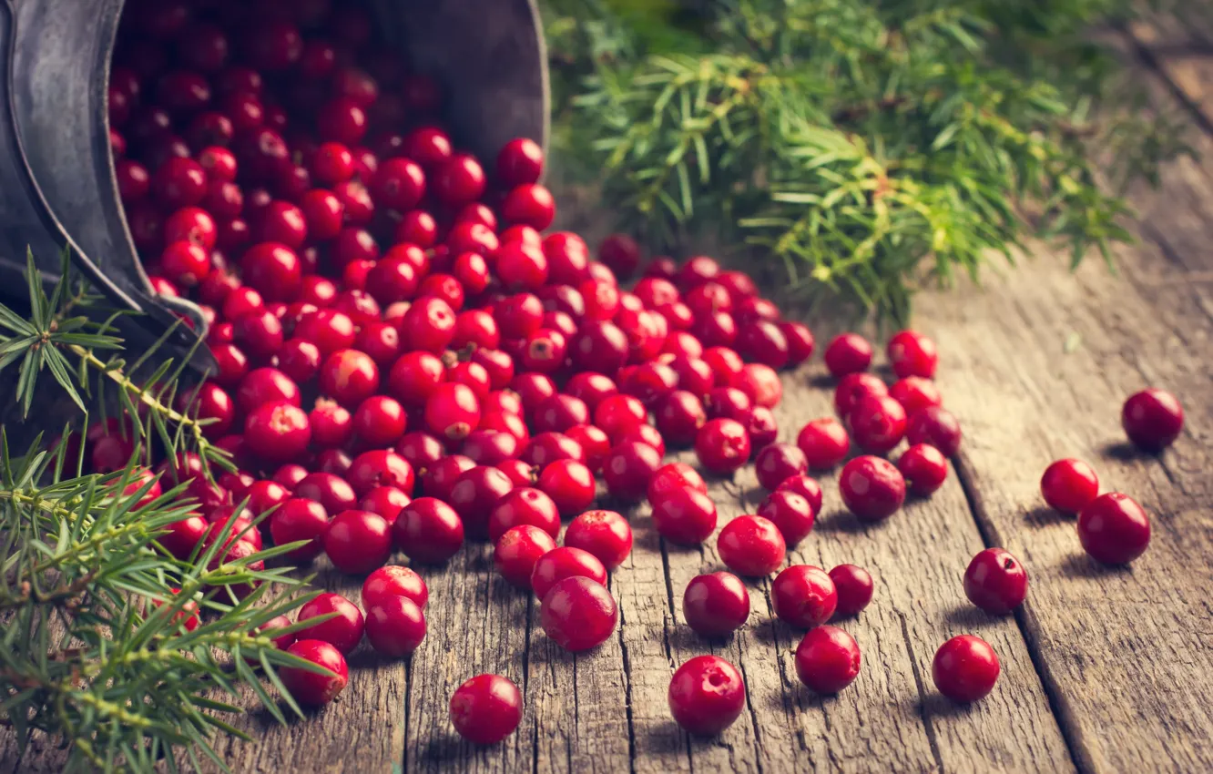 Photo wallpaper branches, berries, spruce, cranberry